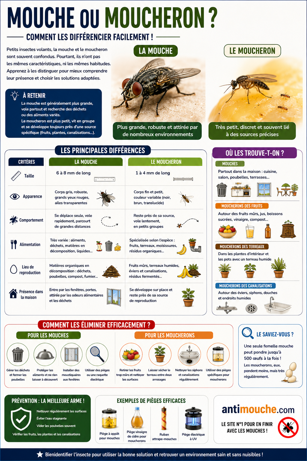 Quelle est la différence entre une mouche et un moucheron ?
